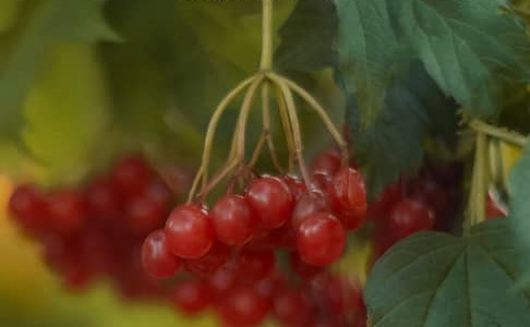 Unraveling the Myth: Sweeter Fruits